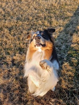 Australský ovčák - 3