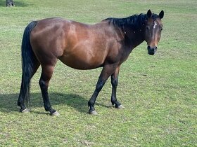Quarter horse kobylka - 3