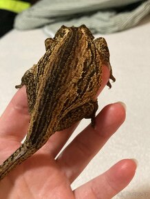 Rhacodactylus auriculatus 1,2 - 3