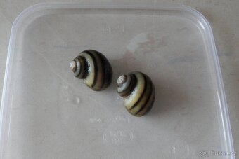 Mini ampulárie spirálová - Asolene spixi - 3