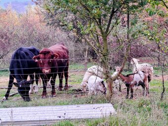 Prodám mléčnou jalovici Brown Swiss x Holšřýn - 3