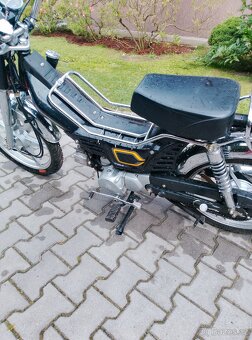 Jawa betka(Champ) - 3