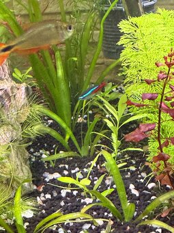 Akvarijní rostliny - 3