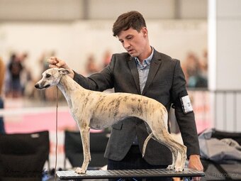 Vipet/whippet s PP - 3