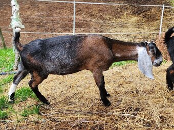 100% AN kozel s PoP - původ ER, exterier ER - 3