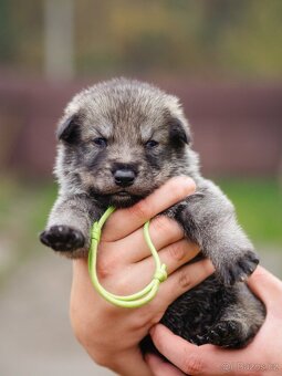 Saarloosův vlčák - prodej - 3