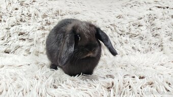 Zakrslý beránek, králíček, králík - BIBI - 3