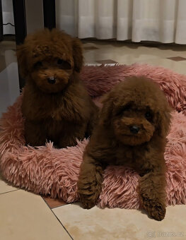 pudel 100% toy boy - 3