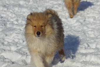 KOLIE DLOUHOSRSTA ZLATA - 3