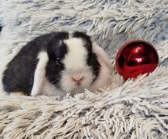 Minilop - anglický zakrslý beránek s VP - 3