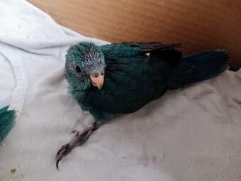 Kakariki rudočelý - 3