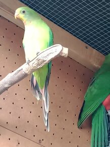 sameček papouška nádherného a samička papouška královského - 3