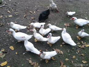 kačeři pižmovky (husokachny, čínky, kachna pižmová) - 3