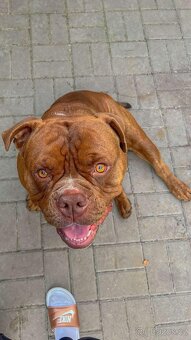 American Bully hledá milující domov - 3