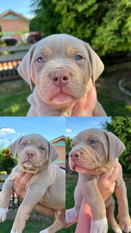 AMERICAN BULLY XL s PP - 3