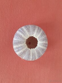 Prodám ulitu mořského ježka průměr 7,5 cm - 3