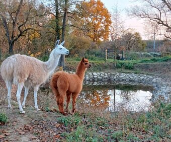 Lama - 3