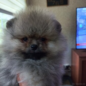 Pomeranian - kluci - 3
