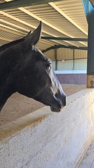 Lusitano import z Portugalska – pomohu vám najít vašeho - 3