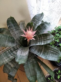 Bromélie Echmea pruhovaná (Aechmea fasciata)🌺 - 3
