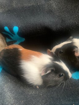 Morčátka na prodej - 3