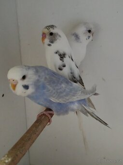 Andulka, andulky do chovu 2025 - 3