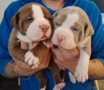 American Bully pocket size POCKET/STANDARD - 3