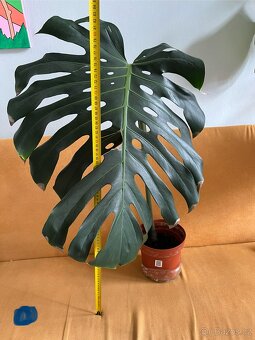 Monstera zakořeněné řízky 3ks - 3