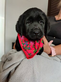 Štěňata Labradorský retriever - 3