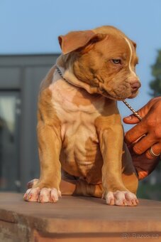 American Bully XL - 3