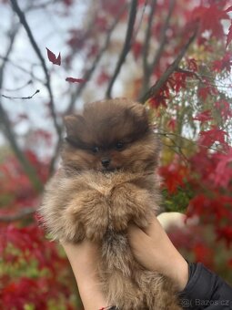POMERANIAN -štěňátko na prodej - 3