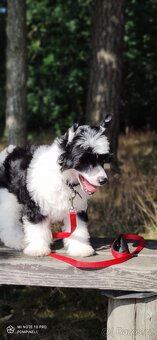 Čínský chocholatý pes s průkazem původu - 3