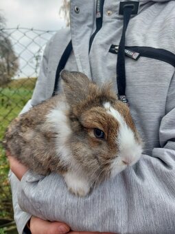 Zakrslý králík - 3