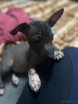 Peruánský naháč - 3