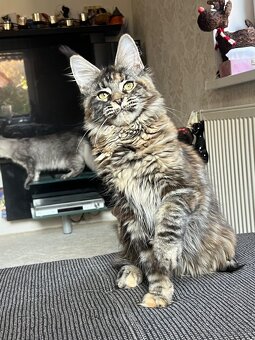 Mainská mývalí kočička s PP - 3