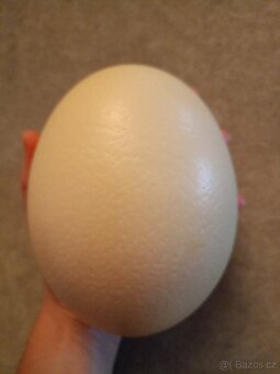 Výfuky vejce pštrosa afrického - 3