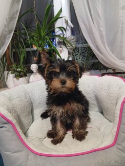 Jorkšírský teriér - 3