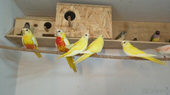 Neofema modrohlava - 3