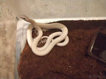 Užovka černá - 3