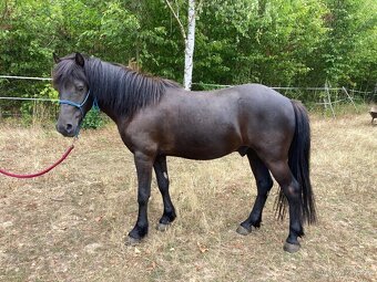 Pony valach - 3