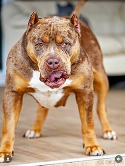 American Bully XL/XXL - 3