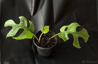 SLEVA Monstera Minima (rhaphidophora tetrasperma) - 3