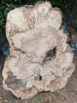 Koláče z tvrdého dřeva, Habr Buk - 3