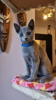 Ruska modrá koťátka s pp - 3