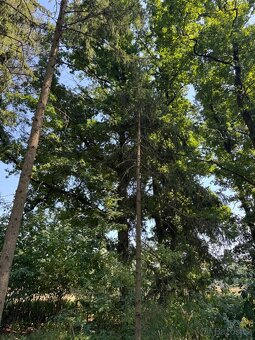 Prodej lesních pozemků v k.ú. Bolehošť - 3