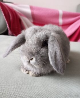 Zakrslý beránek králíček - 3