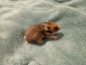 Mláďata křeček syrský - 3