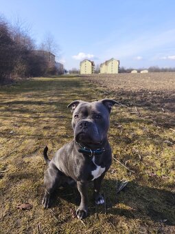 Stafordširský bulteriér - 3