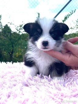 Welsh corgi pembroke s PP (FCI) - 3