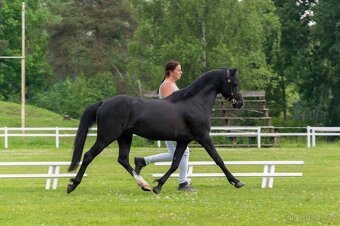 Připouštění hřebcem Welsh Pony, sekce B - 3